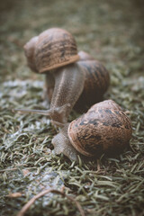 caracoles en el césped