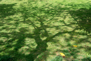 projection of a tree on the park lawn