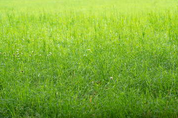 Green grass field natural meadow background