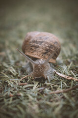 caracol en césped