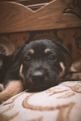 Cachorro pastor alemán tumbado mirando