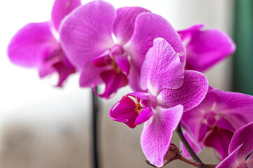 Beautiful pink petals of the phalaenopsis orchid