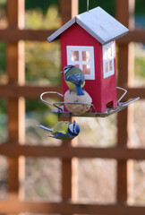 blue tit on a feeder filled with grain