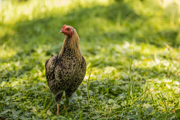 African colourful Rooster standing a in lush green field in a countryside