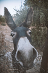 Burro mirando