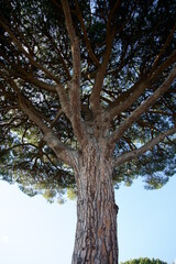 Close-up view of the pine tree barks and trunk