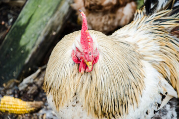 Portrait of Beautiful Rooster on nature background