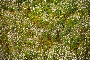 Panoramic aerial view of blooming chamomile field. Green grass. Summer floral pattern. Setomaa, Estonia. Wildflowers close-up. Environmental conservation, gardening, alternative medicine, ecotourism