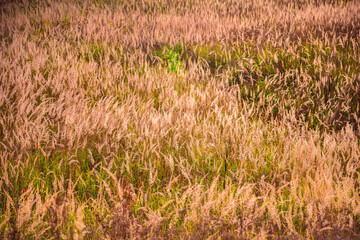 autumn grass in the field