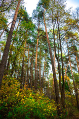 pine crowns in the forest