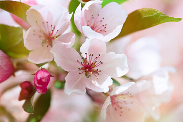 Beautiful blooming apple tree branch with sun