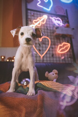 Dog neon love zone 