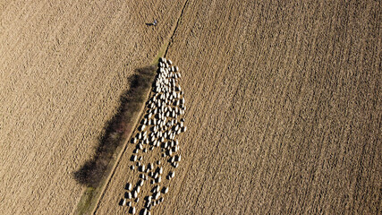 The sheep follow the shepherd in the field. Aerial drone view of shepherd with sheep on pasture. Animals crossing plowed land.