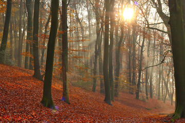 Magical forest landscape in November, with the light of the sun shining through the beech trees