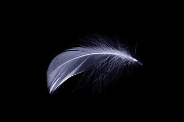 Feather texture. Nature abstract bird feather closeup isolated on black background in macro photography. Glamorous sophisticated airy artistic image on soft blurred background.