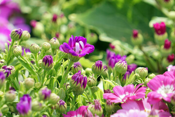 In spring blooming melon and chrysanthemum