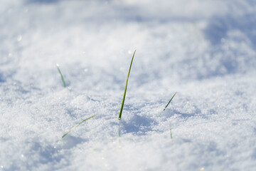 little Blade of grass in the snow
