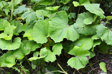 Tussilago farfara grows in nature