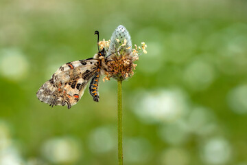 Macro shots, Beautiful nature scene. Closeup beautiful butterfly sitting on the flower in a summer garden.