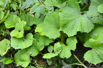 Tussilago farfara grows in nature