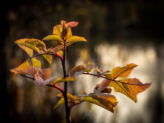 The first frost on yellow leaves against the background of a small forest lake