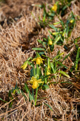 Daffodils with the morning dew on flower and leaf