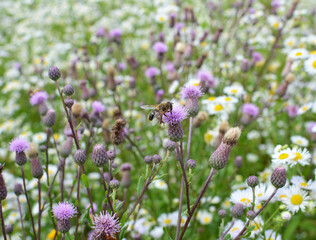 Cirsium arvense grows and blooms among herbs