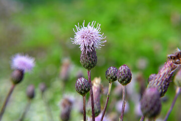 Cirsium arvense grows and blooms among herbs