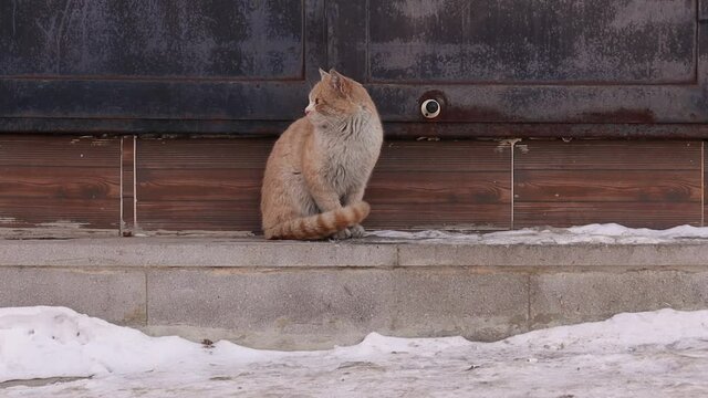 Homeless cat 's meow.
Hungry cat calls someone to feed it in winter -50 degrees Celsius.
Sad call that breaks the heart.
kitten needs to be adopted.
pet in street, pets.
wildlife, wild nature, park