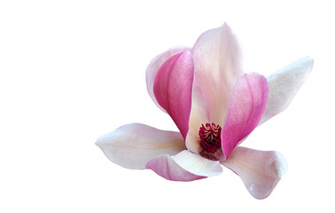 Fototapeta na wymiar A Focus Stacked Image of a Single Tulip Tree Blossom Isolated on White
