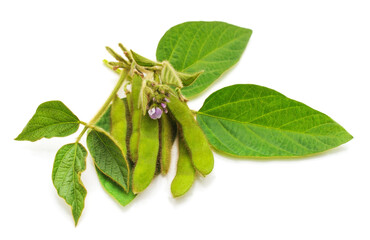 Green soybean pods with leaves and flowers.