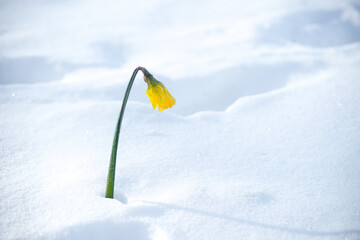 flowers in the snow © hansenn