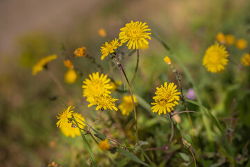 yellow flower under sunlight, with copy space using natural flora landscape as background. Ecology