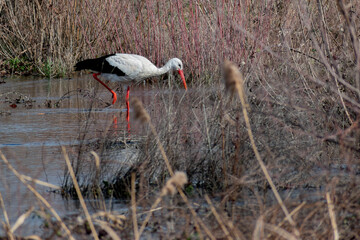 Obraz premium Cigüeña en el río de Salamanca paseando