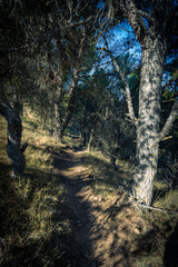 Mediterranean forest