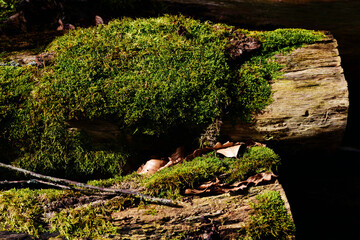 Green moss grows on weathered tree trunks in the forest