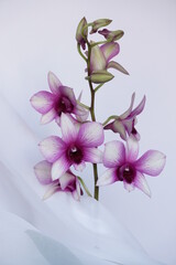 Beautiful background with orchids - Dendrobium Sa-NooK