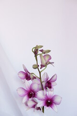 Fototapeta na wymiar Beautiful background with orchids - Dendrobium Sa-NooK