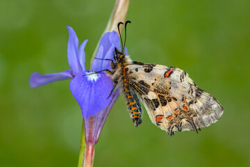 Macro shots, Beautiful nature scene. Closeup beautiful butterfly sitting on the flower in a summer garden.