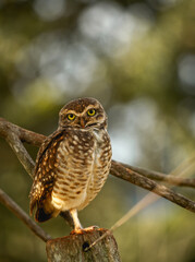Glaucidium brasilianum