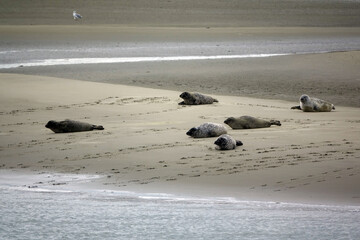 Seehunde an der Oosterschelde