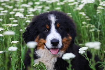 Bernese Mountain Dog puppy in daisies