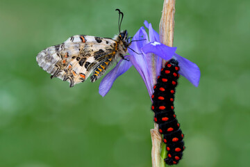 Closeup   beautiful  Amazing moment ,Butterfly , caterpillar. 