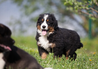Bernese Mountain Dog puppy in daisies