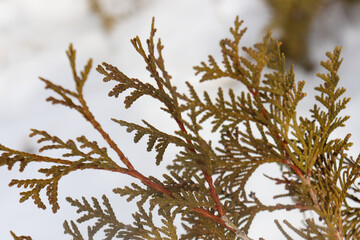 Evergreen leaves close up in winter white background