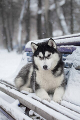 husky puppy in winter day