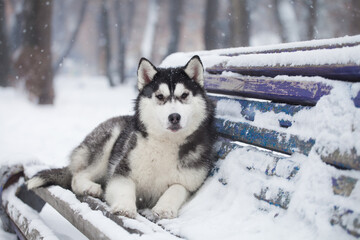 Fototapeta premium husky puppy in winter day