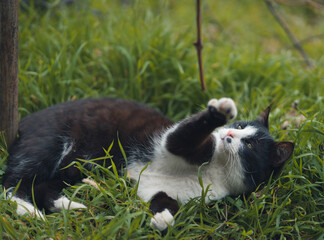 Cat playing with stick