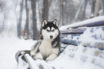 husky puppy in winter day