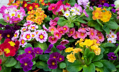 Naklejka premium Primrose is multicolored in full bloom. Primula vulgaris blooms.